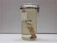 藏品(大頭花狗桿魚)的圖片